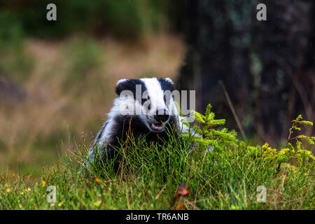 Il vecchio mondo badger, Eurasian badger (Meles meles), seduta sul suolo della foresta, Repubblica Ceca, Hlinsko Foto Stock