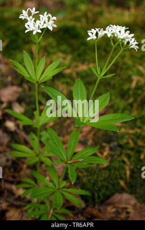 Sweet woodruff (Galium odoratum), fioritura, in Germania, in Baviera, Alta Baviera, Baviera superiore Foto Stock