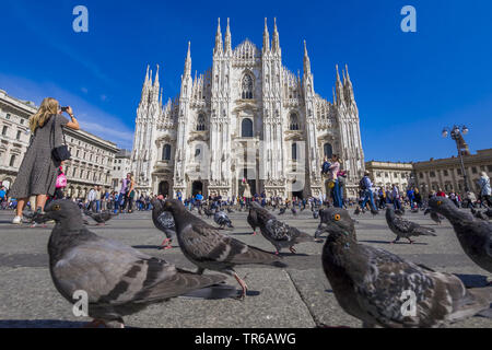 Il piccione domestico (Columba livia f. domestica), il Duomo di Milano con piccioni, Italia, Lombardia, Milano Foto Stock