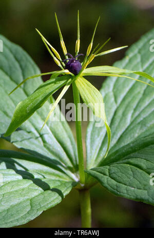 Herb Paris (Paris quadrifolia), fiore, Austria, Tirolo Foto Stock