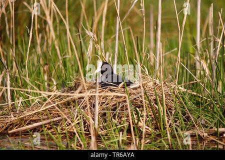 Nero la folaga (fulica atra), allevamento su un nido nel pettine, in Germania, in Renania settentrionale-Vestfalia Foto Stock