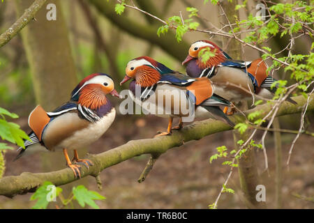 Anatra di mandarino (Aix galericulata), tre mandarino i draghetti seduti insieme su una filiale in Germania, in Renania settentrionale-Vestfalia Foto Stock