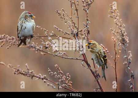 Redpoll, redpoll comune (Carduelis flammea, Acanthis flammea), due redpolls seduto su una pianta seccata, Germania Foto Stock