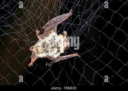 Natterer bat (Myotis nattereri), catturati nel bat net, Germania Foto Stock