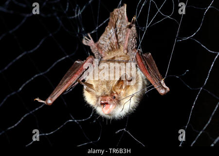 Natterer bat (Myotis nattereri), catturati nel bat net, Germania Foto Stock