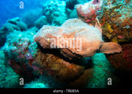 Commerson's pesce rana gigante, rana pescatrice, pesce rana gigante (Antennarius commersonii, moluccensis antennarius), presso il reef, Filippine, Sud Leyte, Panaon Isola, Pintuyan Foto Stock