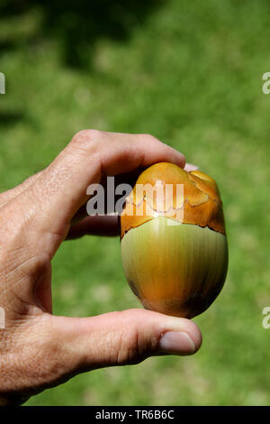 (Cocco Cocos nucifera), piccola frutta noce di cocco in una fase precoce di sviluppo in mano, Filippine, Sud Leyte, Panaon Isola, Pintuyan Foto Stock