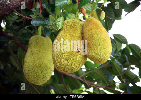 Jack-frutta (Artocarpus heterophyllus), frutti su un albero, Filippine, Sud Leyte Foto Stock