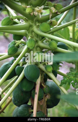 Papaia, papaw, paw paw, mamao, albero melone (Carica papaya), immaturi frutti e fiori su un albero, Filippine Foto Stock