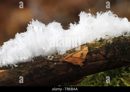 Angelo capelli capelli in filigrana di ghiaccio sul legno morto, GERMANIA Baden-Wuerttemberg Foto Stock