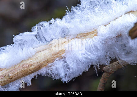Angelo capelli capelli in filigrana di ghiaccio sul legno morto, GERMANIA Baden-Wuerttemberg Foto Stock