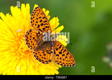 Niobe fritillary (Argynnis niobe, Fabriciana niobe), seduto su un con ali aperte, vista da sopra, GERMANIA Baden-Wuerttemberg Foto Stock