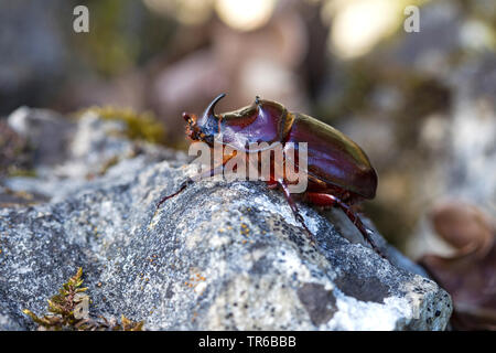 Europeo di scarabeo rinoceronte (Oryctes nasicornis), maschio su una pietra, vista laterale, GERMANIA Baden-Wuerttemberg Foto Stock