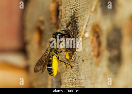 Forbici ape (Osmia florisonmis, Chelostoma florisomne), in corrispondenza del foro di nido, vista laterale, GERMANIA Baden-Wuerttemberg Foto Stock