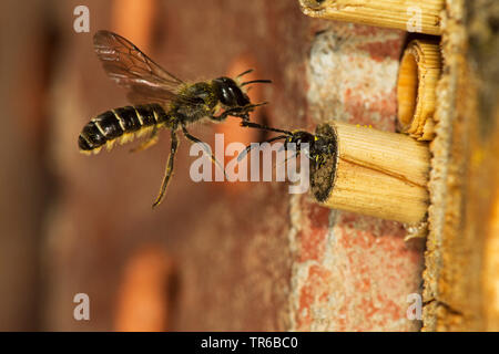 Forbici ape (Osmia florisonmis, Chelostoma florisomne), sorprendente nel suo nido Sapygidae , Germania, Baden-Wuerttemberg Foto Stock