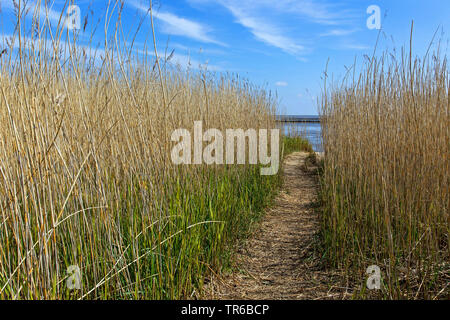 Erba reed, cannuccia di palude (Phragmites communis, Phragmites australis), il percorso attraverso la canna per il mare, Germania, Schleswig-Holstein, Sylt, Keitum Foto Stock