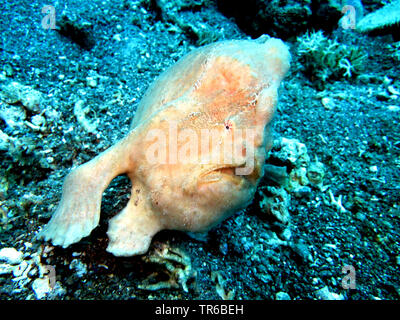 Commerson's pesce rana gigante, rana pescatrice, pesce rana gigante (Antennarius commersonii, moluccensis antennarius), sull'oceano, letto, vista frontale, Filippine, Sud Leyte, Panaon Isola, Pintuyan Foto Stock