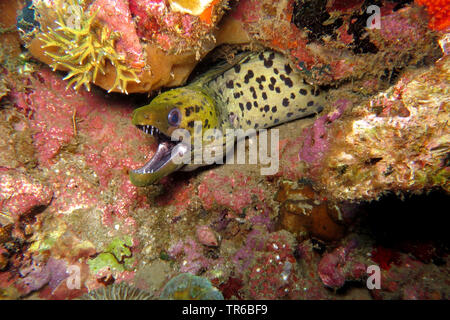 Fimbriated moray (Gymnothorax fimbriatus), presso la barriera corallina, ritratto, Filippine, Sud Leyte, Panaon Isola, Pintuyan Foto Stock