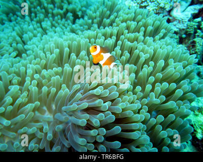 False clown anemonefish, clown anemonefish (Amphiprion ocellaris), su un Ritteri anemone, Heteractis magnifica, Filippine, Sud Leyte, Panaon Isola, Pintuyan Foto Stock