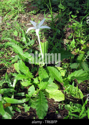 Laurentia, Stella di Betlemme (Laurentia longiflora, Isotoma longiflora, Hippobroma longiflora), fioritura Foto Stock