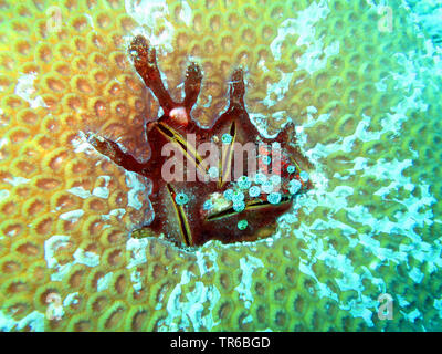 Philippine cavallo cozza (Modiolus philippinarum), incarniti cavallo filippino le cozze in una stony coral, Filippine, Sud Leyte, Panaon Isola, Pintuyan Foto Stock