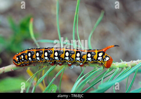 Hawkmoth euforbia (Hyles euphorbiae, Celerio euphorbiae), Caterpillar a euforbia, Italia, Alto Adige, Dolomiti Foto Stock