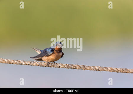 Barn swallow (Hirundo rustica), su un filo, Israele Foto Stock