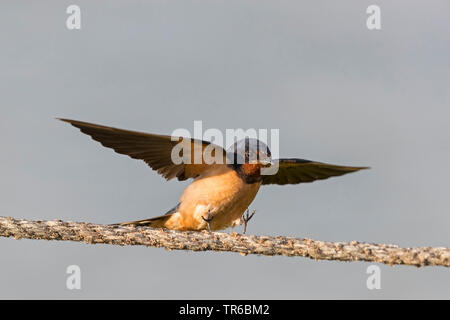 Barn swallow (Hirundo rustica), atterraggio su un filo, Israele Foto Stock