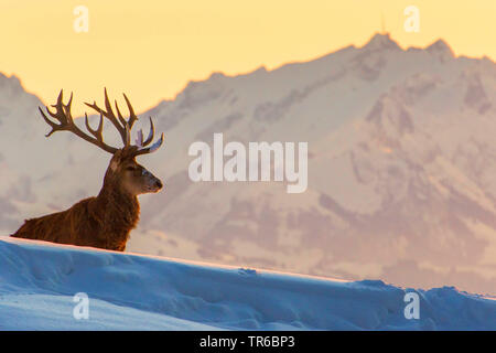 Il cervo (Cervus elaphus), Royal Red Deer stag in piedi in inverno nella parte anteriore di un snowbound sfondo di montagne, vista laterale, Austria Vorarlberg Bregenzerwald Foto Stock
