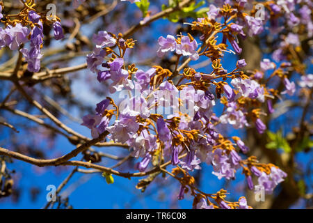 Empress tree, Princess tree, Foxglove tree (Paulownia tomentosa, Paulownia imperialis), infiorescenza Foto Stock