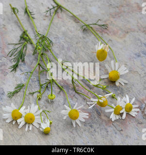 Mayweed profumati, tedesco camomilla, tedesco (mayweed Matricaria chamomilla, matricaria recutita), raccolti chamomille, Germania Foto Stock