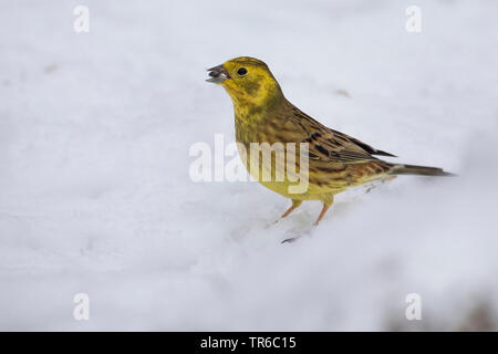 Zigolo giallo (Emberiza citrinella), nella neve con mangimi in bolletta, Germania Foto Stock