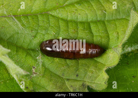 Muso comune (Hypena proboscidalis), pupa su una foglia di ortica, vista da sopra, Germania Foto Stock