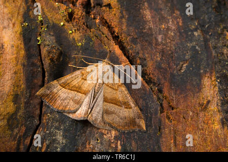 Muso comune (Hypena proboscidalis), in corrispondenza di un tronco di albero, vista da sopra, Germania Foto Stock