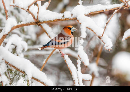 Hawfinch (Coccothraustes coccothraustes), maschile seduto su una coperta di neve ramo, vista laterale, in Germania, in Baviera Foto Stock