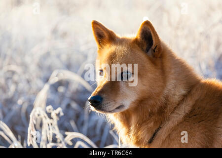 Spitz finlandese (Canis lupus f. familiaris), ritratto al sole del mattino, vista laterale, Finlandia e Lapponia Foto Stock