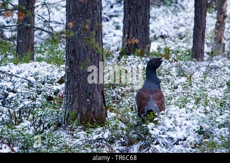 Western gallo cedrone, legno gallo cedrone (Tetrao urogallus), in inverno sul suolo della foresta, Finlandia e Lapponia Foto Stock