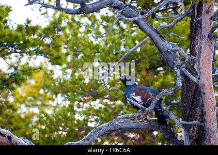 Western gallo cedrone, legno gallo cedrone (Tetrao urogallus), seduto su un albero morto, Finlandia e Lapponia Foto Stock