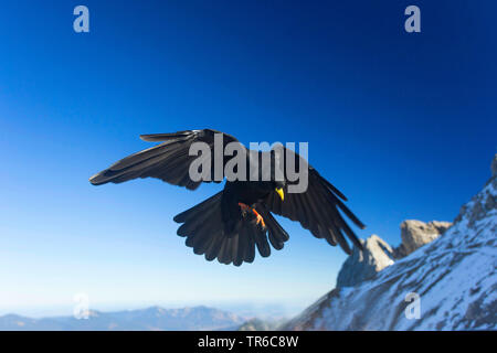 Gracchio alpino (Pyrrhocorax graculus), avvicinando, in Germania, in Baviera Foto Stock