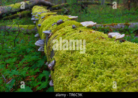 Albero caduto coperti da Moss e fungis ad albero nella foresta alluvionale, in Germania, in Baviera Foto Stock