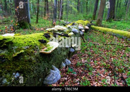 Albero caduto coperti da Moss e fungis ad albero nella foresta alluvionale, in Germania, in Baviera Foto Stock