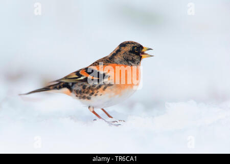 Brambling (Fringilla montifringilla), maschio in allevamento piumaggio seduta con open bill nella neve, vista laterale, in Germania, in Baviera Foto Stock