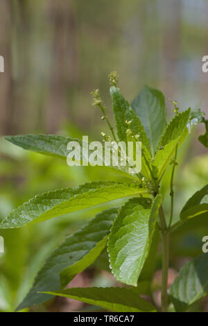 Cani di mercurio (Mercurialis perennis), fioritura pianta maschio, in Germania, in Baviera Foto Stock