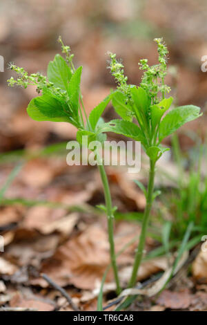 Cani di mercurio (Mercurialis perennis), fioritura pianta maschio, in Germania, in Baviera Foto Stock