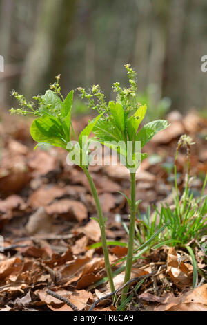 Cani di mercurio (Mercurialis perennis), fioritura pianta maschio, in Germania, in Baviera Foto Stock