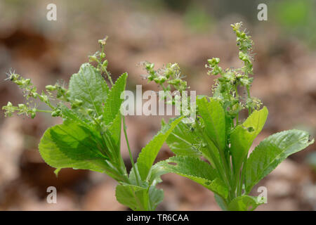 Cani di mercurio (Mercurialis perennis), fioritura pianta maschio, in Germania, in Baviera Foto Stock