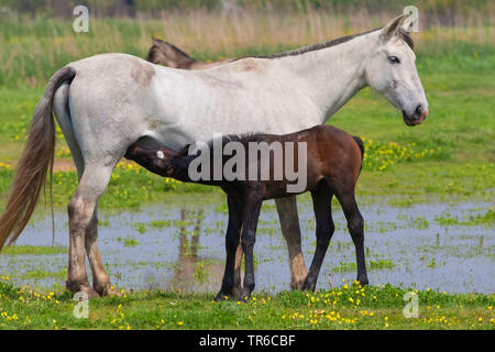 Cavalli Camargue (Equus przewalskii f. caballus), il mare con il puledro in una palude, vista laterale, Spagna Foto Stock