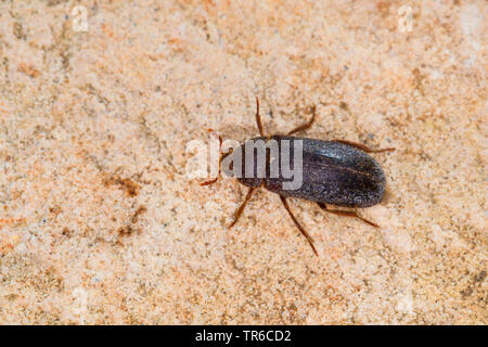 Dermestid beetle (Dermestes haemorrhoidalis, Dermestes gulo), imago, vista da sopra, Germania Foto Stock