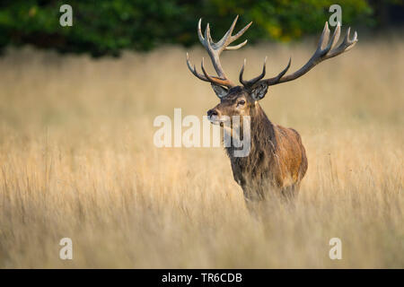 Il cervo (Cervus elaphus), red deer stag in solchi stagione, vista frontale, Danimarca, Klamptenborg Foto Stock