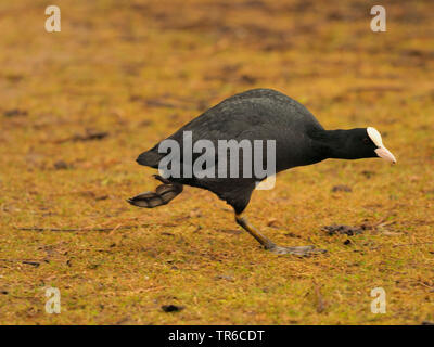 Nero la folaga (fulica atra), in esecuzione, GERMANIA Baden-Wuerttemberg Foto Stock